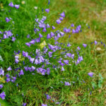 Campanula rotundifolia Liten blåklocka