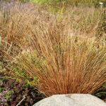 Carex buchananii Kopparstarr