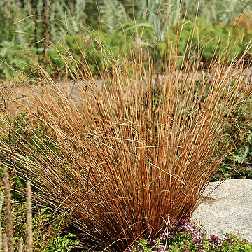 Carex buchananii Kopparstarr