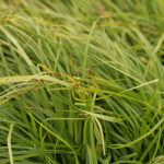 Carex grayi Spikklubbestarr
