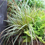 Carex morrowii 'Everglow' Japansk starr