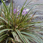Carex morrowii 'Everglow' Japansk starr