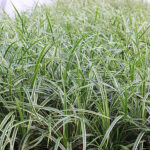 Carex morrowii 'Ice Dance' Japansk starr