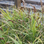 Carex muskingumensis Palmstarr