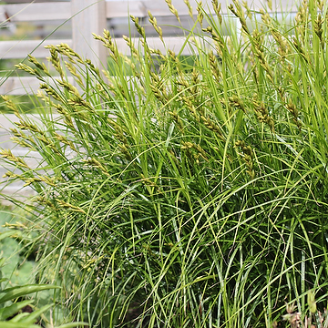 Carex muskingumensis Palmstarr