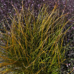 Carex testacea 'Prairie Fire' NY Brandstarr
