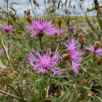 Centaurea jacea Rödklint