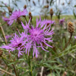 Centaurea jacea Rödklint