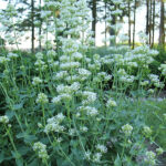 Centranthus ruber 'Albus' Flerårig pipört