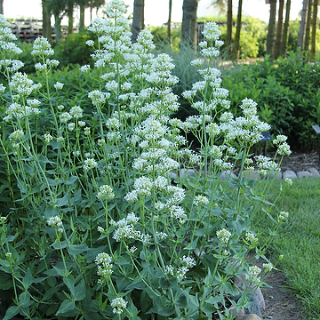 Centranthus ruber 'Albus' Flerårig pipört
