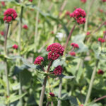 Centranthus ruber 'Coccineus' Flerårig pipört