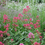 Centranthus ruber 'Coccineus' Flerårig pipört