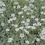 Cerastium tomentosum Silverarv