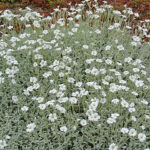 Cerastium tomentosum Silverarv