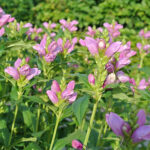 Chelone obliqua Sköldpaddsört