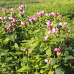 Chelone obliqua Sköldpaddsört