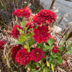 Chrysanthemum zawadskii 'Duchess of Edinburgh' Höstkrage