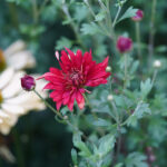 Chrysanthemum zawadskii 'Duchess of Edinburgh' Höstkrage