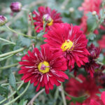 Chrysanthemum zawadskii 'Duchess of Edinburgh' Höstkrage