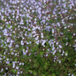 Clinopodium nepeta 'Blue Cloud' Stenkyndel
