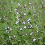 Clinopodium nepeta 'Blue Cloud' Stenkyndel