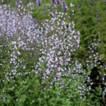 Clinopodium nepeta 'Blue Cloud' Stenkyndel