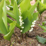 Convallaria majalis Liljekonvalj