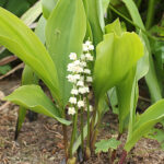 Convallaria majalis Liljekonvalj