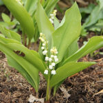 Convallaria majalis Liljekonvalj