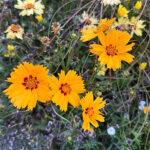 Coreopsis grandiflora Solar-Serien SOLAR JEWEL 'Mvnc1902' NY Flicköga