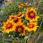 Coreopsis grandiflora Solar-Serien SOLAR JEWEL 'Mvnc1902' NY Flicköga