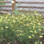 Coreopsis verticillata 'Moonbeam' Höstöga