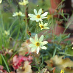 Coreopsis verticillata 'Moonbeam' Höstöga