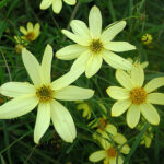 Coreopsis verticillata 'Moonbeam' Höstöga