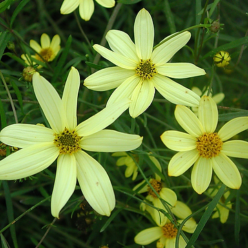 Coreopsis verticillata 'Moonbeam' Höstöga