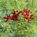 Coreopsis verticillata 'Red Satin' Höstöga