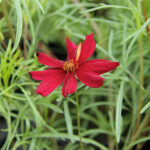 Coreopsis verticillata 'Red Satin' Höstöga