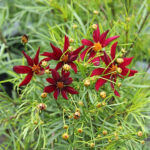 Coreopsis verticillata 'Red Satin' Höstöga