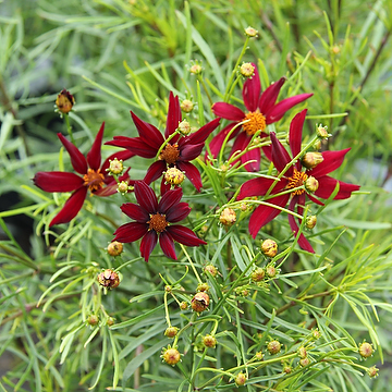 Coreopsis verticillata 'Red Satin' Höstöga