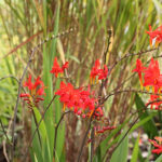 Crocosmia 'Lucifer' 2L Montbretia