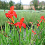 Crocosmia 'Lucifer' 2L Montbretia