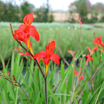Crocosmia 'Lucifer' 2L Montbretia