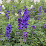 Delphinium Elatum-Gr. 'Black Knight' Trädgårdsriddarsporre