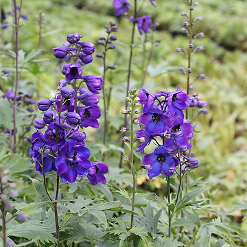 Delphinium Elatum-Gr. 'Black Knight' Trädgårdsriddarsporre