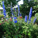 Delphinium Elatum-Gr. 'Blue Bird' Trädgårdsriddarsporre
