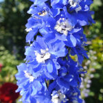 Delphinium Elatum-Gr. 'Blue Bird' Trädgårdsriddarsporre