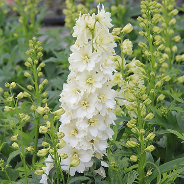 Delphinium Elatum-Gr. DELGENIUS NEVA 'ET DLP 824' 2L Trädgårdsriddarsporre