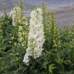 Delphinium Elatum-Gr. DELGENIUS NEVA 'ET DLP 824' 2L Trädgårdsriddarsporre