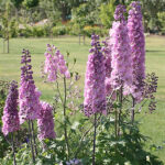 Delphinium Elatum-Gr. 'Dusky Maidens' Trädgårdstriddarsporre