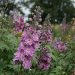Delphinium Elatum-Gr. 'Dusky Maidens' Trädgårdstriddarsporre